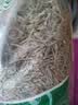 松针松针茶特级野生全松茶高山马尾松针叶泡茶喝新鲜 松针500g 实拍图
