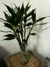 花翁富贵竹水培绿植招财转运室内客厅水养花卉盆栽植物文昌竹源头直发 实拍图