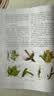 植物学（第3版） 实拍图
