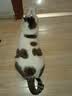 Orijen渴望猫粮 八重守护老年猫进口 猫粮4.5kg-效期至27年12月 实拍图