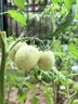 星宸花草博士草木灰种菜用的肥料瓜果蔬菜防虫害有机钾肥农家肥通用有机肥3斤 实拍图