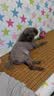 皇家LF22促进消化高能量成犬低脂易消化全价处方狗粮配方粮1.5KGx2包 实拍图