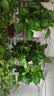 绿萝盆栽室内客厅绿植花卉 家用净化空气绿箩植物吸除甲醛吊兰 高26CM【云白吸水双层】4盆+5肥 实拍图
