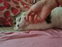 力狼猫罐头补水汤罐猫咪汤包幼猫成猫零食宠物食品猫湿粮 【1罐尝鲜】鸡肉味补水汤罐85g 实拍图