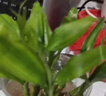 迷你富贵竹观音竹文昌竹水培植物室内客厅桌面办公室带根绿植 10支招财竹整体高度约10-15cm 带根发货 实拍图