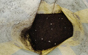史丹利花土营养土6L 养花通用型多肉兰花专用种菜种花家用泥炭土壤种植 实拍图