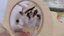 唐米吉吉加粗大型猫爬架猫窝猫树一体太空舱猫架子小户型不占地剑麻猫玩具 150cm 7层【双太空舱冲量款】 实拍图