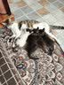 比瑞吉猫粮爱不将就全价全期猫主粮2kg*5添加蛋黄羊奶粉 实拍图
