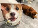 黑鼻头狗粮 肠胃舒畅肠道呵护成犬粮15斤金毛拉布拉多泰迪通用全价狗粮 实拍图
