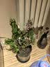 花翁绣球花苗无尽夏大花幸运八仙花阳台室内庭院花卉盆栽植物源头直发 实拍图