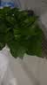 花行榜绿萝盆栽室内植物新房家用净化空气水培绿植花卉大叶吊兰源头直发 实拍图
