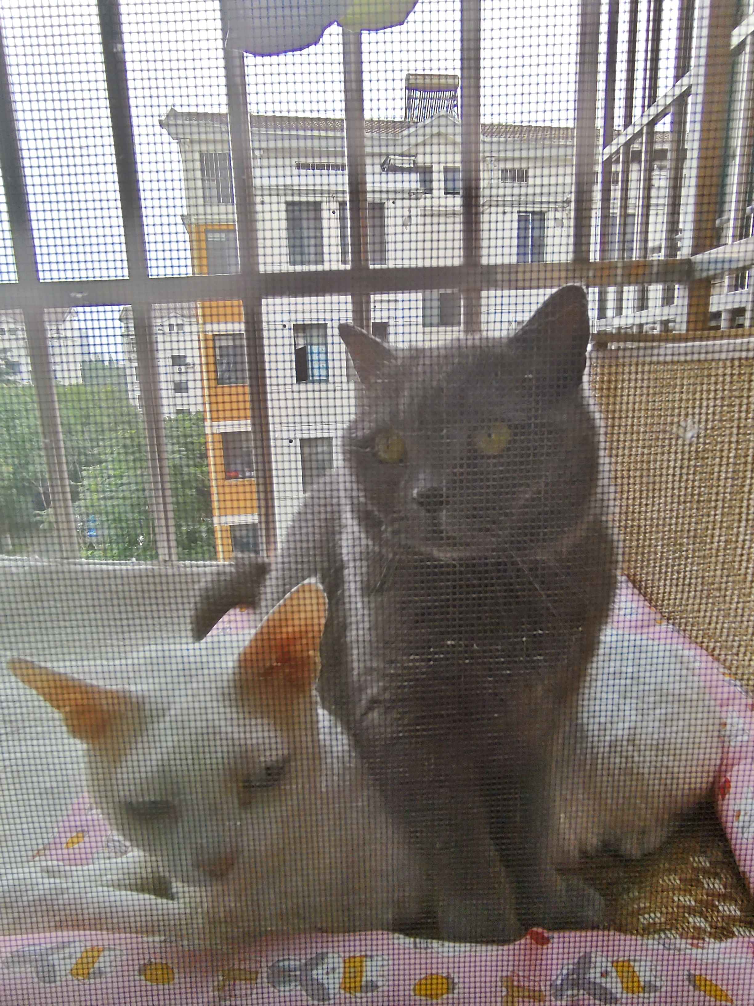 地狱厨房（Hell's Kitchen）宠物猫零食鸭胸肉无添加猫咪狗狗通用营养零食鸭大胸冻干40g*10包 实拍图