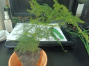 文竹盆栽绿植花卉盆景植物室内客厅水培文松云竹文竹大苗四季常青 小文竹【1颗】原盆原土球发货 高度15-25cm 实拍图