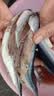 大号秋刀鱼 3-5条/斤无冰净重新鲜海捕鲜活冷冻海鲜烧烤食材鱼类 海捕秋刀鱼4斤（3-5条/斤） 实拍图