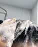 儒意（RUYI）生姜侧柏叶防脱固根洗发水育生密发根控油蓬松洗头膏露液 实拍图
