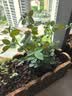 果汁阳台月季花苗四季开花卉盆栽绿植物室内花易活玫瑰带花苞庭院 艾莎【大花浓香，月月开分枝多】 【带花苞】【盆口径15cm】原盆冠25高35 实拍图
