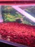 汉洋（HANYANG）火山石鱼缸专用天然养龟滤材免洗底砂水草泥造景岩小颗粒养花2斤 实拍图
