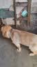 好主人金毛拉布拉多成犬专用狗粮全价中大型犬专用粮10kg/20斤 实拍图