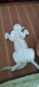 舒腾中华田园小猫咪活体田园猫宠物家养猫咪橘猫幼猫活体土猫狸花猫咪 田园级 橘白 公（幼猫两个月左右） 实拍图