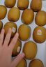 佳沛（zespri）新西兰阳光金奇异果10粒巨大果单果146-175g 猕猴桃水果礼盒 实拍图