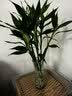 花翁富贵竹水培绿植招财转运室内客厅水养花卉盆栽植物文昌竹源头直发 实拍图