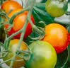 IAM City Farmer小番茄儿童种植观察盆栽套装DIY幼儿园绿植开学季教师节礼物10102 实拍图