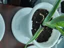 漫生活绿植盆栽托盘垫接水圆形防烂根树脂花盆底座托盘特厚外径210型3个 实拍图