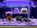 森森鱼缸增氧泵水族箱氧气泵LQE-100家用小型充氧泵4W单孔+全套配件 实拍图