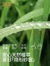 润本叮叮植物精油香薰盒35g植物防护长效90天香茅精油户外露营防护 实拍图