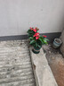 奥美优加仑盆花盆树脂透气防烂根塑料种植盆栽盆带托盘一体家用加厚 实拍图