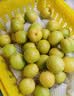 新疆小白杏300g 实拍图