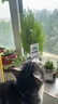 迪加伦车载睡觉神器汽车上儿童抱枕侧睡枕头枕护颈枕车用后长途靠枕套装 实拍图