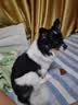 皇家狗粮 老年犬狗粮犬粮宠物小型犬SPR27全价犬粮≥8岁7KG 实拍图