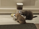 霍曼（Homerun）宠物智能自动喂食器猫粮定时猫咪自动投食机不锈钢双碗增高版PF20 实拍图