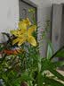 香水百合种球带芽四季开花室内外阳台多头百合耐寒好养 淡粉【带芽发货】 5个球（更便宜） 实拍图