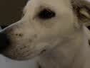 网易严选犬粮全价冻干三拼狗粮成幼犬小型中大型犬通用牛肉盛宴金毛 20kg 实拍图