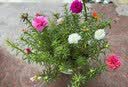 花翁重瓣太阳花苗宿根多年生枝条混色植物盆栽绿植花卉耐晒源头直发 实拍图