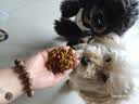 比瑞吉狗粮小型犬中大型犬爱不将就系列狗粮冻干三拼鸭肉梨通用犬粮10kg 实拍图