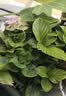 德芙香浓黑巧克力 桶装480g 休闲零食糖果 节日礼物 送女友礼物 实拍图