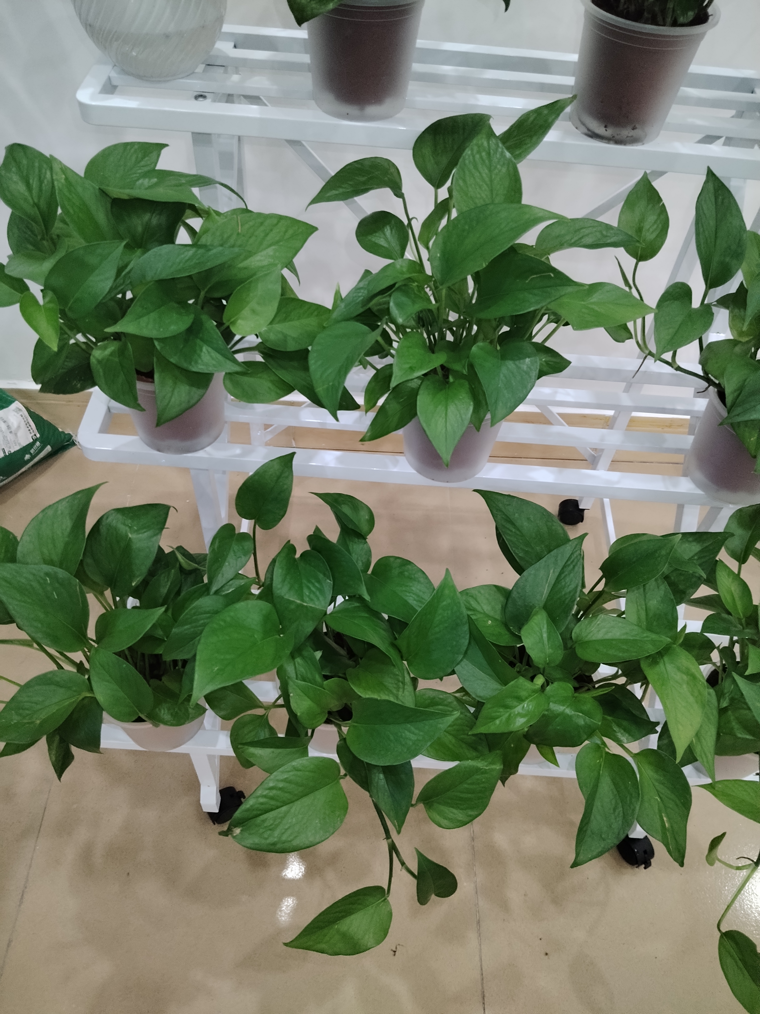 京东绿植绿萝盆栽除甲醛花卉绿植办公室新房净化空气110款10盆装源头直发 实拍图