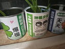 双盟神奇种植罐头端午节网红同款盆栽儿童礼物创意植物送孩子趣味盆栽 实拍图