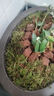 花大师青苔水苔蝴蝶兰专用土干苔藓兰花营养土植料盆栽铺面天然种植透气 特优青苔200g 长绒苔藓 散开12升 实拍图