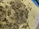 特级 黄山贡菊清热养肝明目下火白菊花清肝去火杭白菊花茶组合枸杞 黄山贡菊[250克] 实拍图