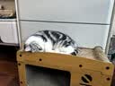 喵仙儿猫抓板电视机双层猫窝一体瓦楞纸猫爪板立体猫屋沙发猫咪玩具用品 实拍图