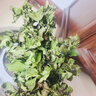 花翁栀子花盆栽四季开花卉大全树苗室内绿植好养易活茉莉花源头直发 实拍图