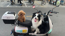 耐威克鲜肉夹心狗粮 泰迪比熊边牧小型犬中大型犬通用犬粮10斤 实拍图