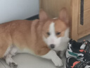 伯纳天纯中大型犬全价成年犬粮金毛宠物主粮羊肉蔓越莓15kg囤货装 实拍图