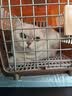 COCS猫包外出便携包手提式宠物包加大猫笼透气可折叠斜挎猫箱车载猫包 米白色 (尺寸47*30*30cm  适合15斤内宠物) 猫包 实拍图