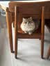皇家猫粮 英短成猫粮 BS34 通用粮 12月以上 2KG 实拍图