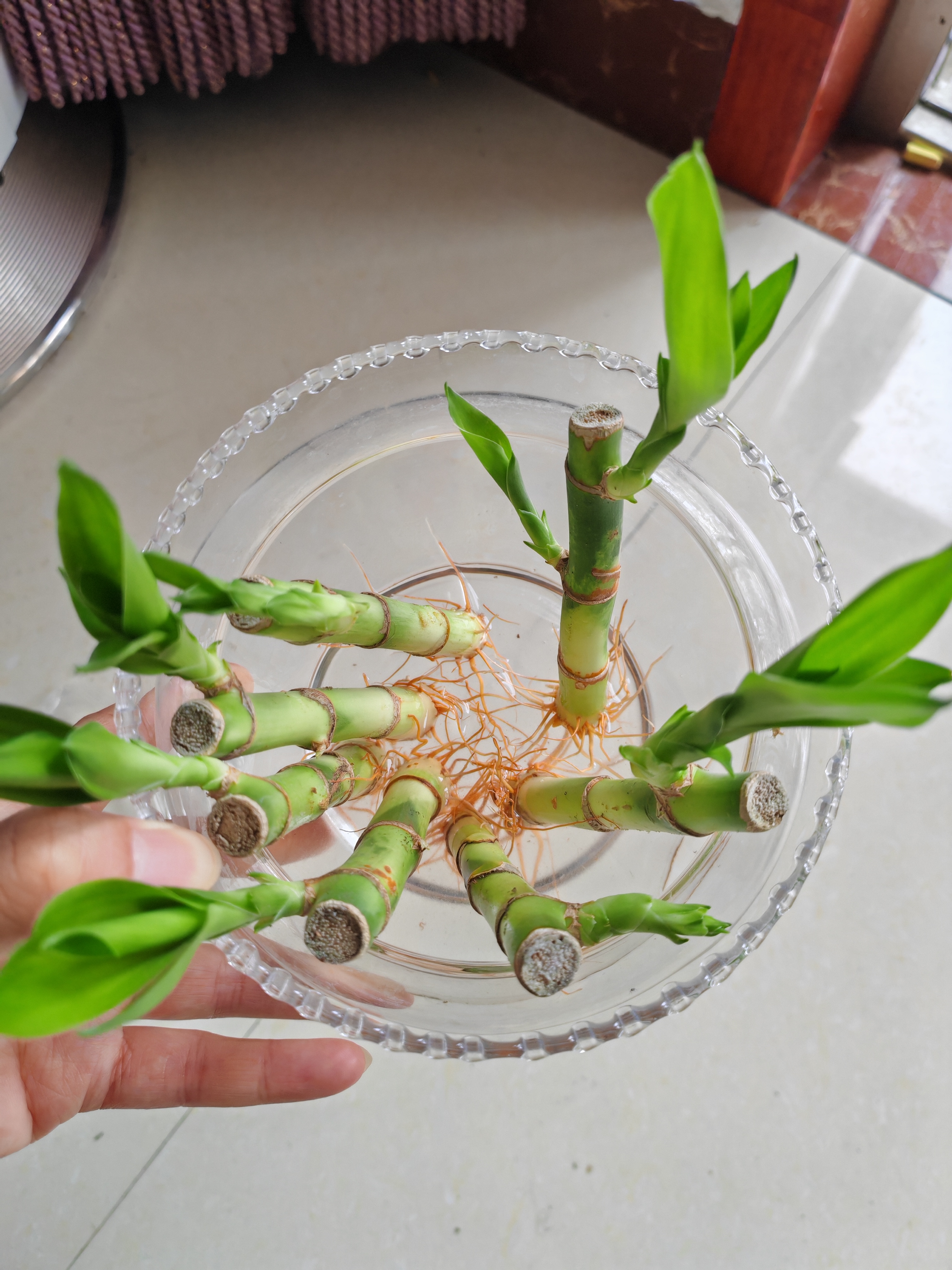 迷你富贵竹观音竹文昌竹水培植物室内客厅桌面办公室带根绿植 6支招财竹整体高度约10-15cm 带根发货 实拍图